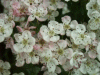 Hawthorn flowers (Crataegus monogyna)
