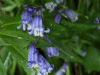 Bluebells (Hycanthinoides non-scripta)
