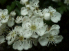 Hawthorn flowers (Crataegus monogyna)