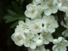 Hawthorn flowers (Crataegus monogyna)