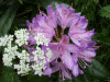 Cow Parsley (Anthriscus sylvestris) and Wild Rhododendrons