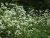Mass of Cow Parsley (Anthriscus sylvestris)