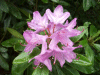 Wild Rhododendrons