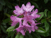 Wild Rhododendrons