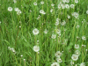 Dandelion seedheads