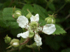 Blackberry/Bramble (Rubus fructicosus)