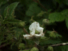 Blackberry/Bramble (Rubus fructicosus)