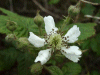 Blackberry/Bramble (Rubus fructicosus)