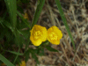Buttercups (Ranunculus bulbosus)