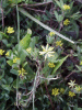 Black Medick (Medicago lupulina)