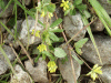 Black Medick (Medicago lupulina)