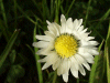 Daisy (Bellis perennis)