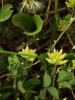 Black Medick (Medicago lupulina)