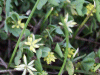 Black Medick (Medicago lupulina)