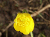 Buttercup (Ranunculus bulbosus)