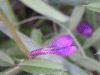 Bush Vetch (Vicia speium)