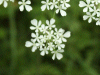 Cow Parsley (Anthriscus sylvestris)