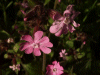 Red Campion (Silene dioica)