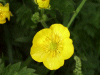 Buttercup (Ranunculus bulbosus)