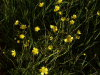 Buttercups (Ranunculus bulbosus)