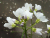 Cuckoo Flowers (Cardamine pratensis agg)