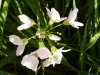 Cuckoo Flowers (Cardamine pratensis agg)