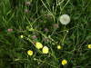 Buttercups (Ranunculus bulbosus), Red Clover (trefolium repens) and Dandelion Seedhead