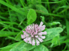 Red Clover (trefolium repens)