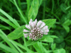 Red Clover (trefolium repens)