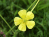 Buttercup (Ranunculus bulbosus)
