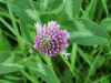 Red Clover (trefolium repens)