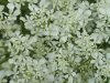 Cow Parsley (Anthriscus sylvestris)