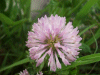 Red Clover (trefolium repens)