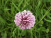 Red Clover (trefolium repens)