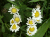 Daisies (Bellis perennis)