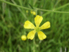 Most likely a Buttercup (Ranunculus bulbosus)