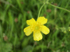 Most likely a Buttercup (Ranunculus bulbosus)