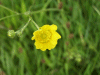 Most likely a Buttercup (Ranunculus bulbosus)