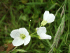 Cuckoo Flowers (Cardamine pratensis agg)