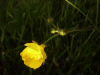 Most likely a Buttercup (Ranunculus bulbosus)
