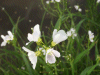 Cuckoo Flowers (Cardamine pratensis agg)