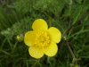 Most likely a Buttercup (Ranunculus bulbosus)