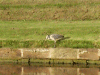 Heron fishing on the canal