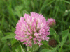 Red Clover (trefolium repens)