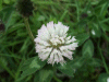 White Clover/Dutch Clover (Trifolium repens)