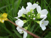 Cuckoo Flowers (Cardamine pratensis agg)