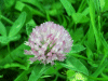 Red Clover (trefolium repens)