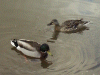 Male and female Mallard Duck on the Canal