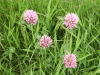 Red Clover (trefolium repens)