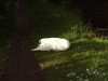Swan preening itself beside the canal
